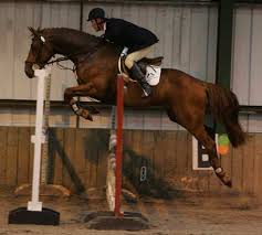 Show Jumping Horses For Sale UK